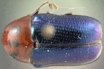 Media type: image; Entomology 20029   Aspect: habitus dorsal view